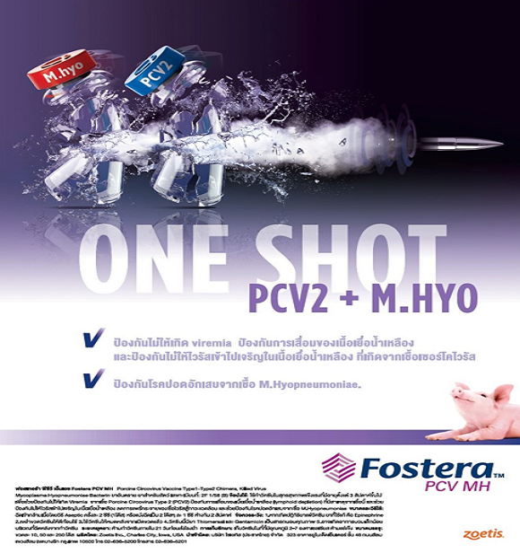 Fostera PCV MH